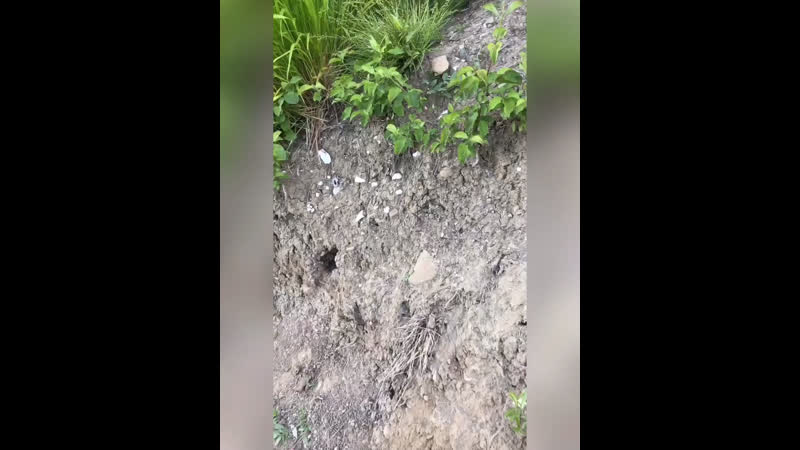 🐍 Змеиное гнездо.