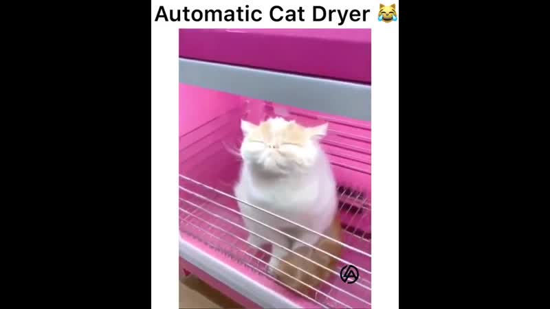 Smash the likes for cats! 🐾🐾🐾