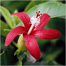 Гибискус микс Гибискус (Hibiscus) необычайно популярное растение, давно известное в комнатной культуре. Относится оно к семейству Мальвовые (Malvaceae). Растет в разных странах, в основном в