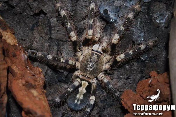 Poecilotheria bara