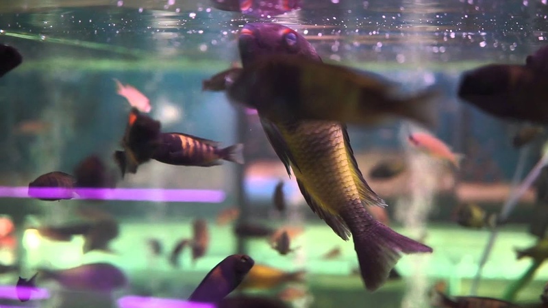 Tropheus