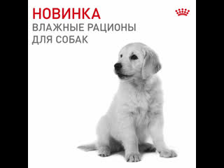 Новая линейка влажных кормов для собак