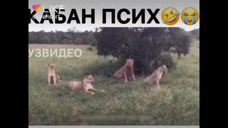 Он не много чёкнулся