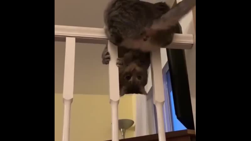 как добраться до своего хвоста 😻