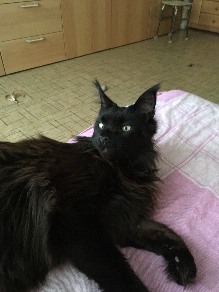 Кошки в нашей жизни. Кошки и все, что с ними связано.