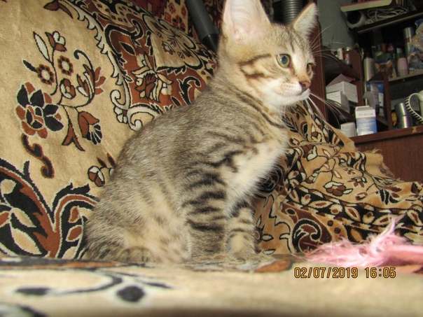 Тимошка. Возрат около 3-х месяцев. Активный и озорной котено