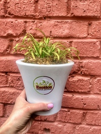 Exotica Магазин Хищных Растений Exotica Магазин Хищных Растений