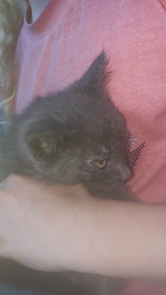 г.Пенза 
Под балкон многоэтажки на ул. Ленина подбросили ко