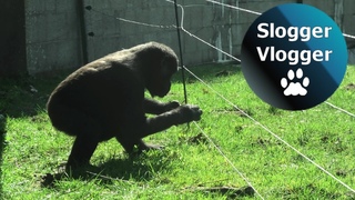 Gorillas Astonishing Dodge Of An Electric Fence To See Visitors