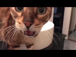 Что будет, если заавтотюнить кота