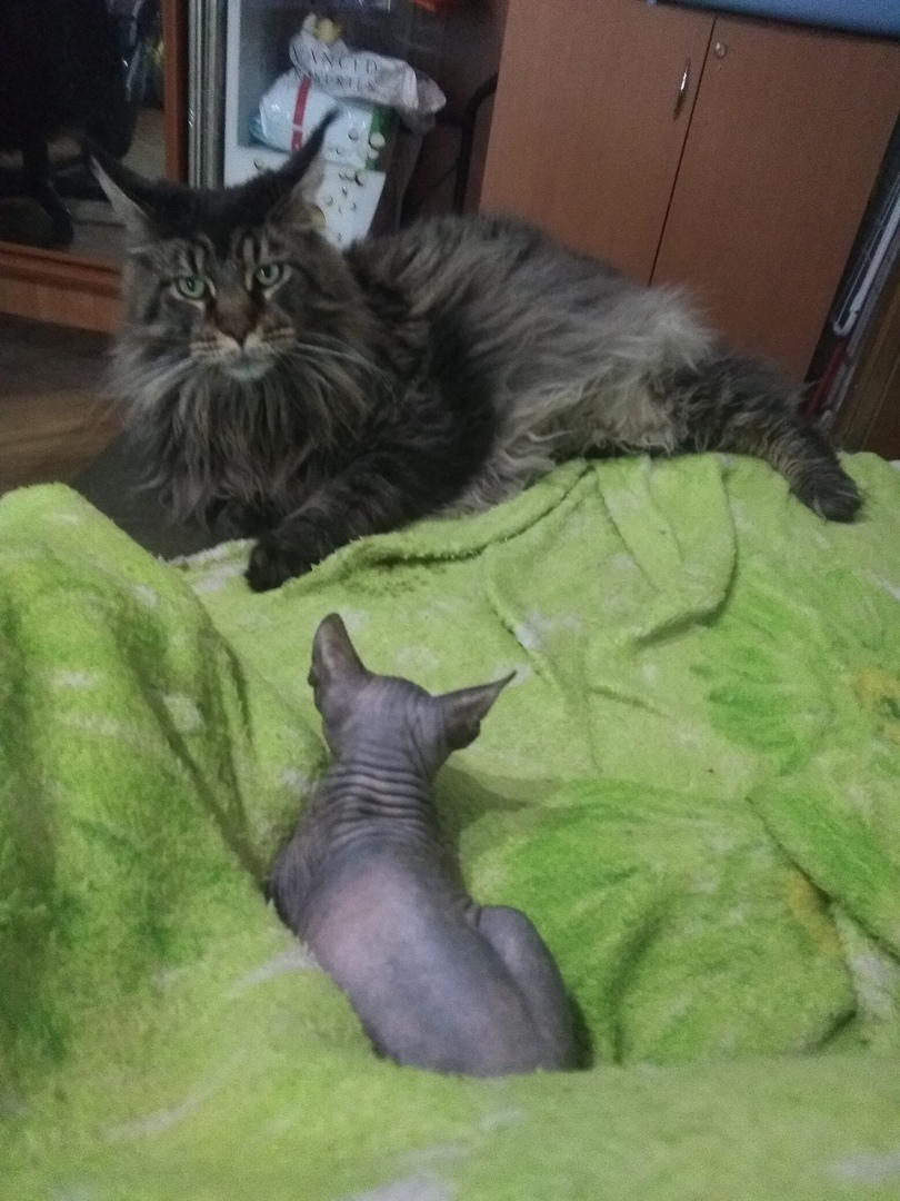 Кошки в нашей жизни. Кошки и все, что с ними связано.