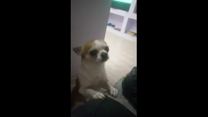 VID_20190420_215443 1.mp4