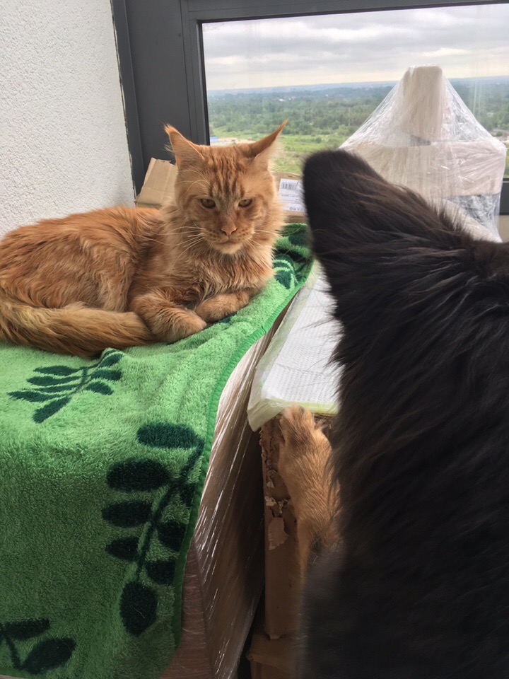 Кошки в нашей жизни. Кошки и все, что с ними связано. Кошки в нашей жизни. Кошки и все, что с ними связано.