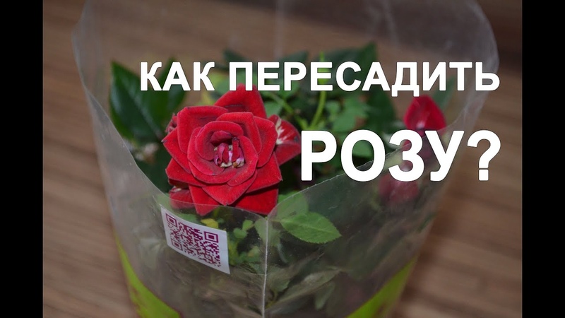 Как пересадить розу