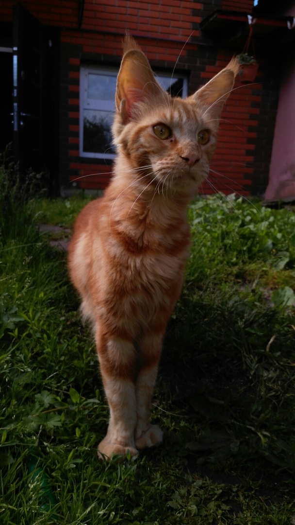 Кошки в нашей жизни. Кошки и все, что с ними связано.