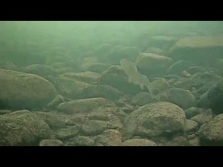 Хариус, подводная камера на течении