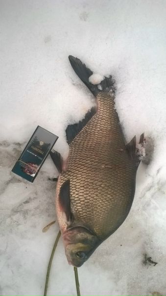 Рыбалка — Водосброс р. Воронеж, Воронежская область, 51.536, 39.100