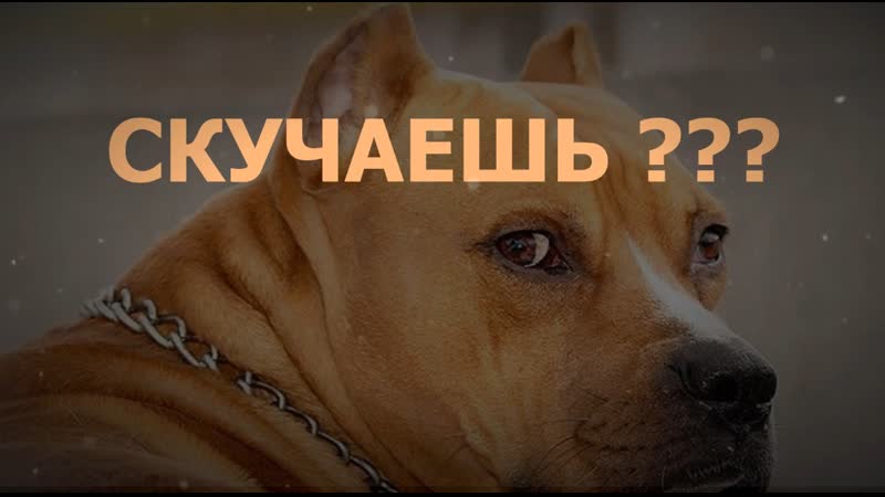 Американский стаффордширский терьер