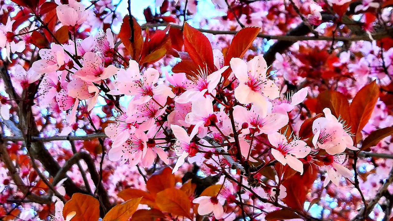 Ударим автопробегом по дикому западу! USA 2019 7-25 марта.