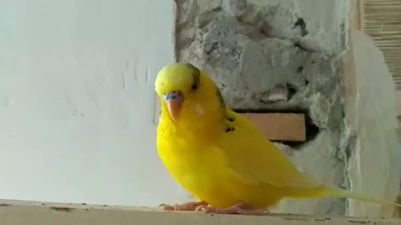пек