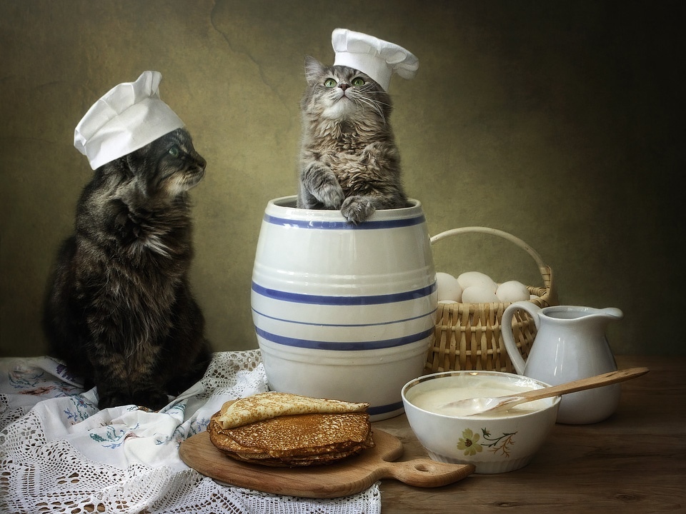 Кошки в нашей жизни. Кошки и все, что с ними связано.