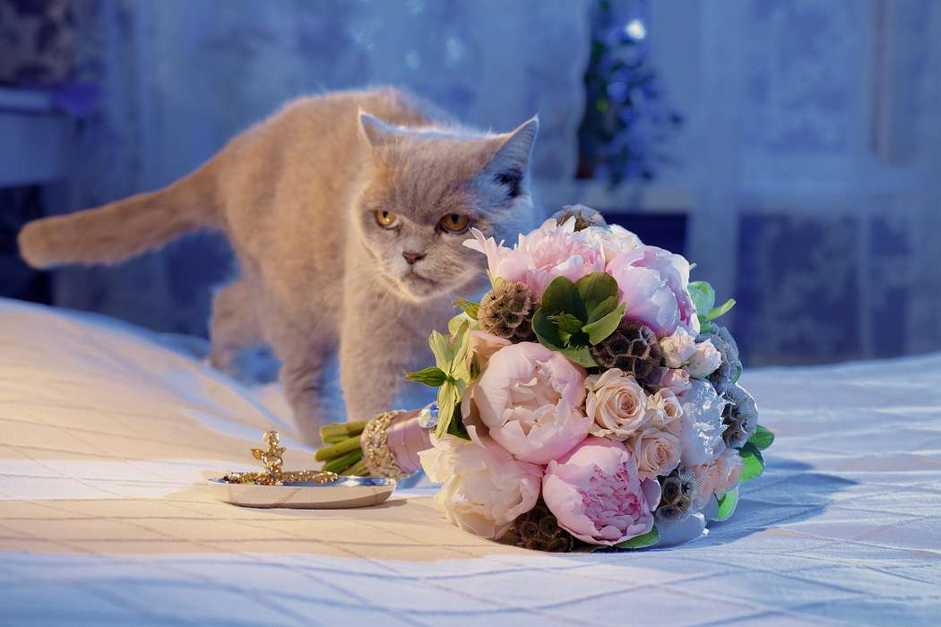 Кошки в нашей жизни. Кошки и все, что с ними связано.