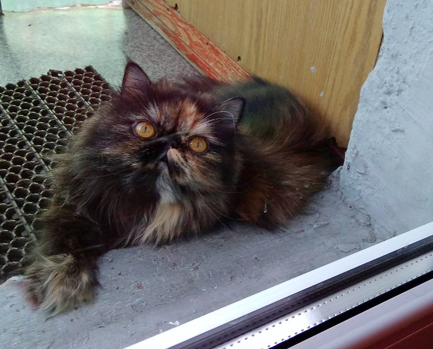 Кошки в нашей жизни. Кошки и все, что с ними связано.