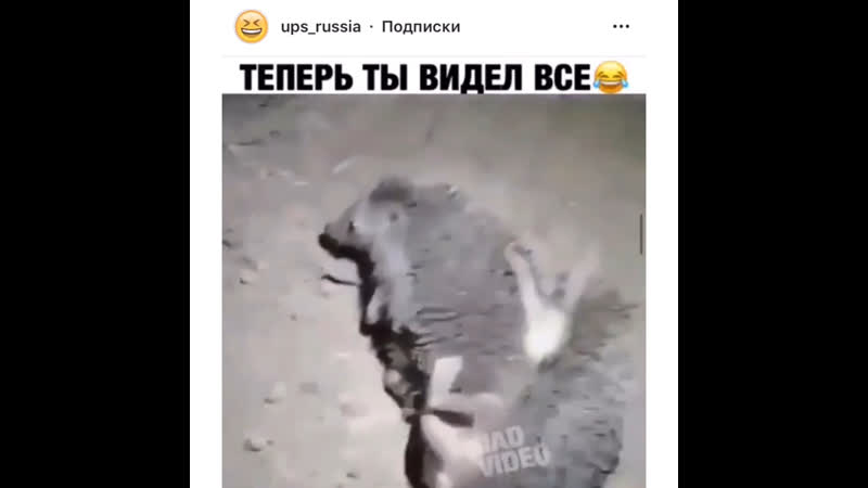 Ёжики ебутся