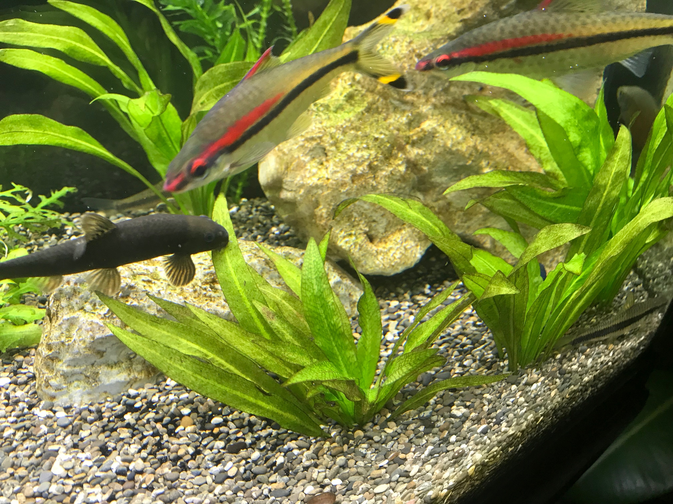 Картинка с форума