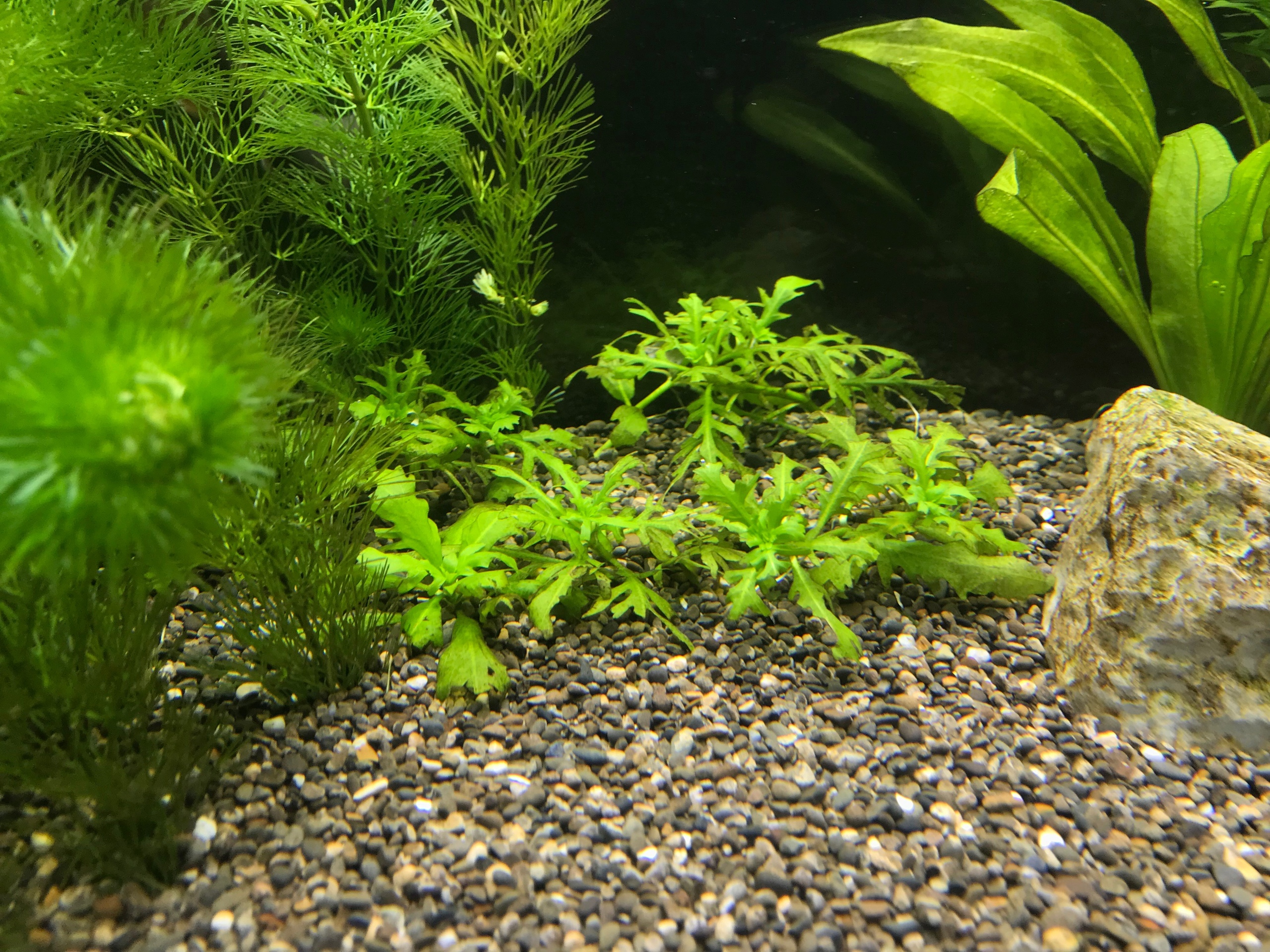 Картинка с форума