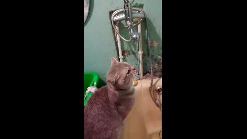 британец чистокровный