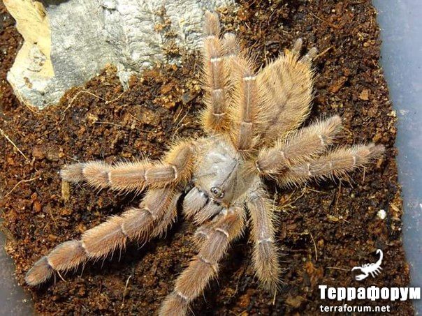 Phormingochilus sp rufus