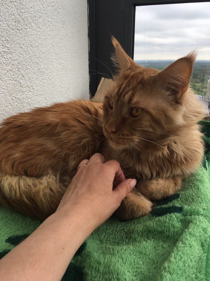 Кошки в нашей жизни. Кошки и все, что с ними связано. Кошки в нашей жизни. Кошки и все, что с ними связано.