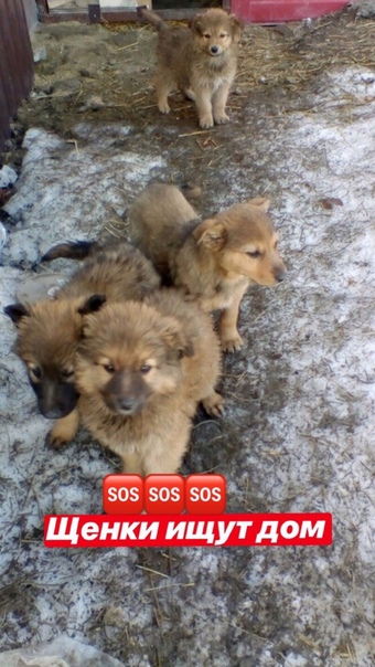 ЩЕНКИ ИЩУТ ДОМ!!!

Маленькие, ласковые бездомные щенки ищу