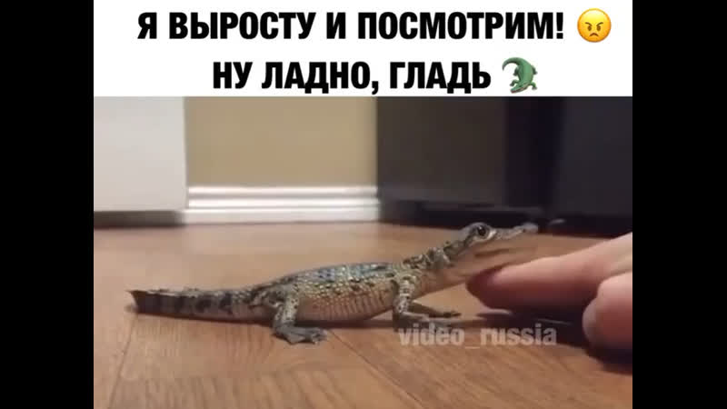 Вот выросту и съем тебя 🐊