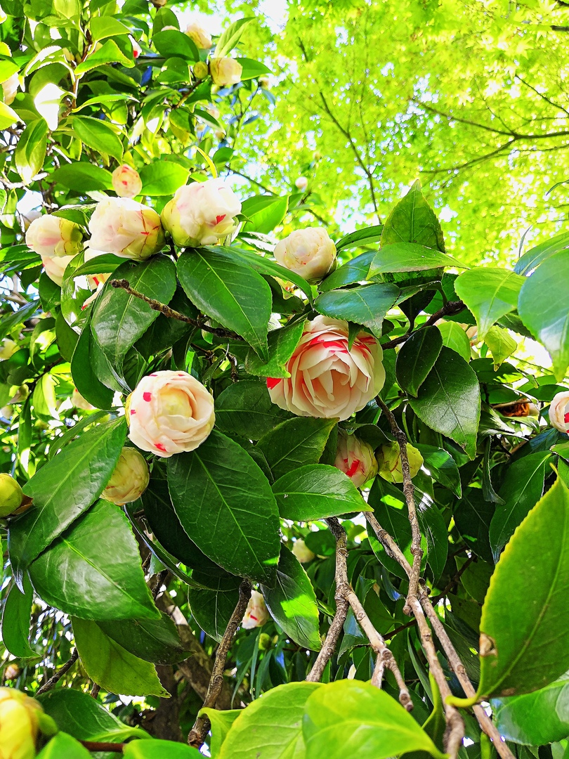 Ударим автопробегом по дикому западу! USA 2019 7-25 марта.