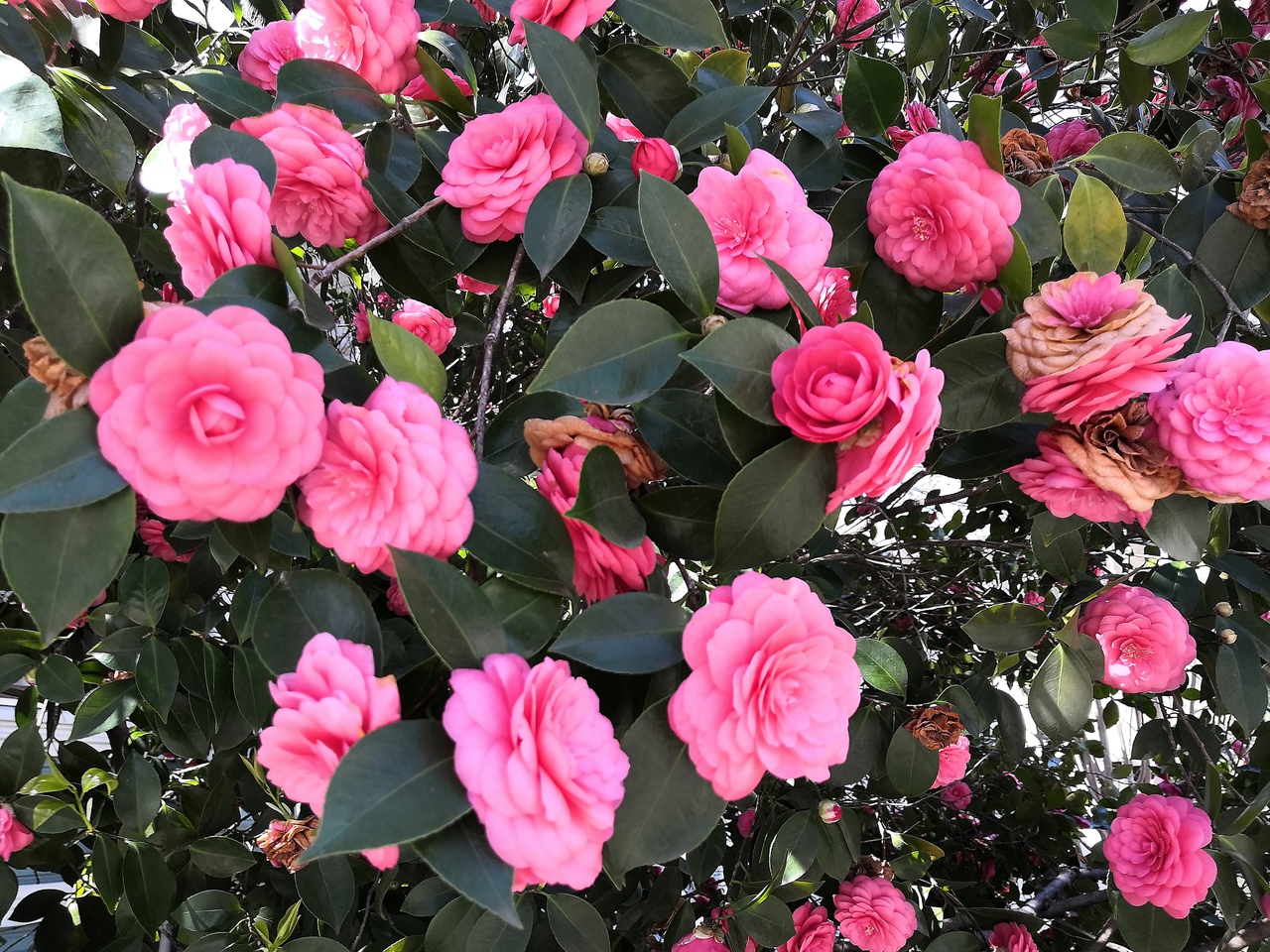 Ударим автопробегом по дикому западу! USA 2019 7-25 марта.