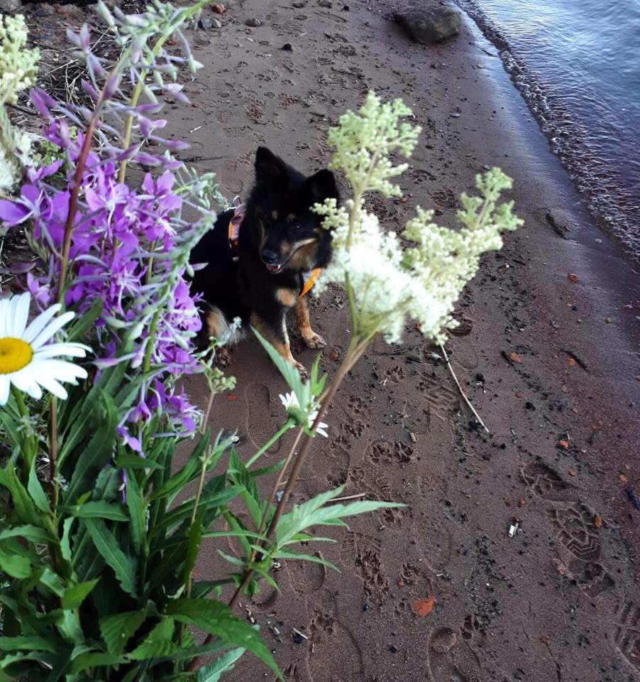 Кошки в нашей жизни. Кошки и все, что с ними связано.