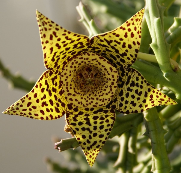 Стапелия гигантская Многолетний суккулент стапелия (Stapelia) является представителем семейства Ластовневые. Данный род объединяет примерно 100 различных видов. Пo всемy миpу это уникaльное