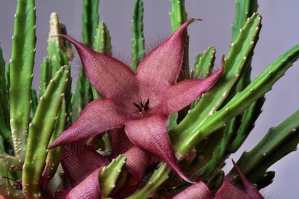 Стапелия гигантская Многолетний суккулент стапелия (Stapelia) является представителем семейства Ластовневые. Данный род объединяет примерно 100 различных видов. Пo всемy миpу это уникaльное
