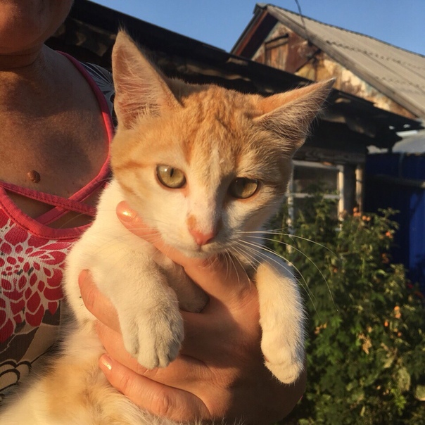 КОТЯТА ИЩУТ СВОЙ ДОМ 