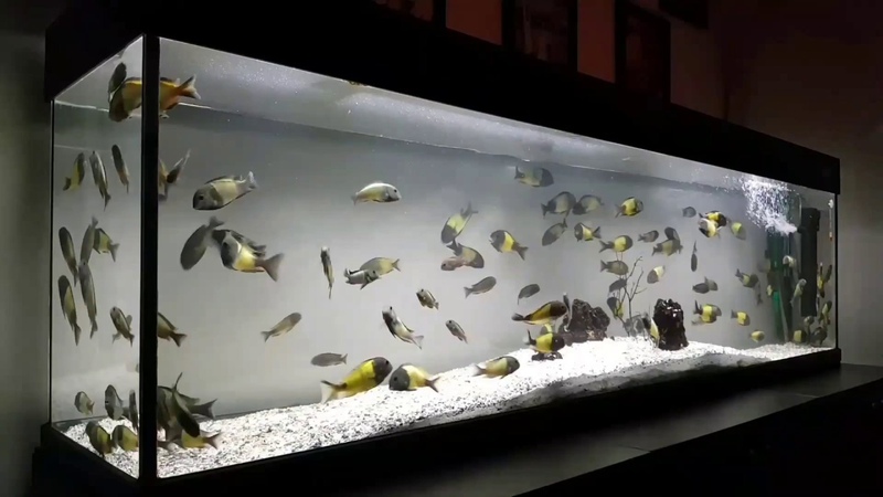 Tropheus Ikola African Cichlid