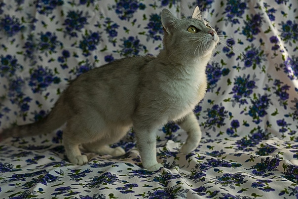 Диана, возраст 1,5 года, стерилизована, от паразитов обработ