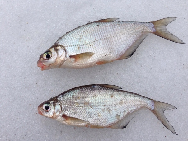 Рыбалка — Ока, Московская область, 55.053, 38.758