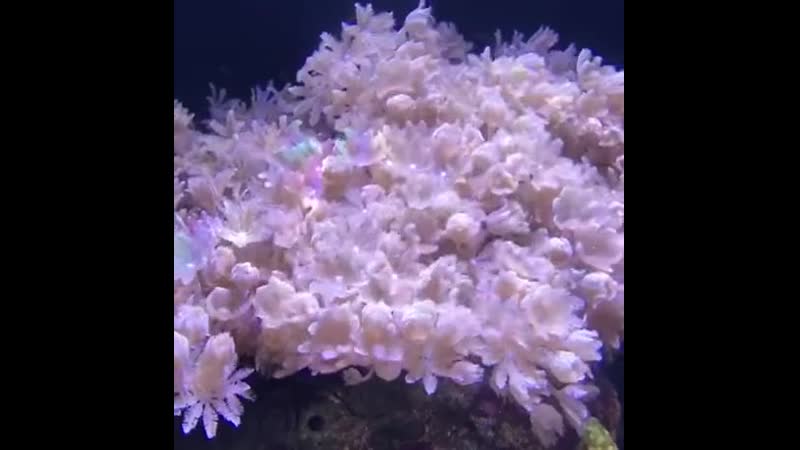 Коралловые полипы