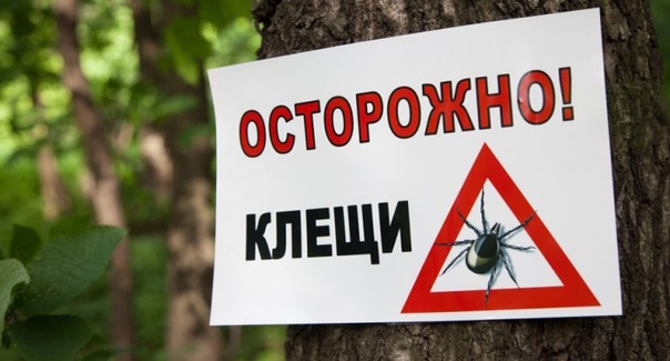 Владельцы собак, будьте бдительны, участились случаи пиропла