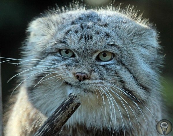 МАНУЛ САМАЯ ФОТОГЕНИЧНАЯ КОШКА В МИРЕ Манул, или палласов кот, небольшая дикая кошка, проживающая в Центральной и Средней Азии. Из-за ухудшения природных условий и охоты манулы близки к