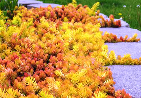 Седум (очиток) Многочисленный род Седума (Sedum) или очитка насчитывает около 500 видов выносливых и разнообразных по своей характеристике суккулентов из семейства Толстянковых. Эти группа