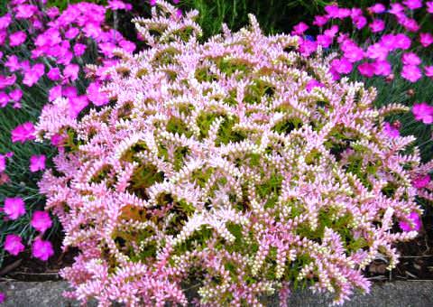 Седум (очиток) Многочисленный род Седума (Sedum) или очитка насчитывает около 500 видов выносливых и разнообразных по своей характеристике суккулентов из семейства Толстянковых. Эти группа