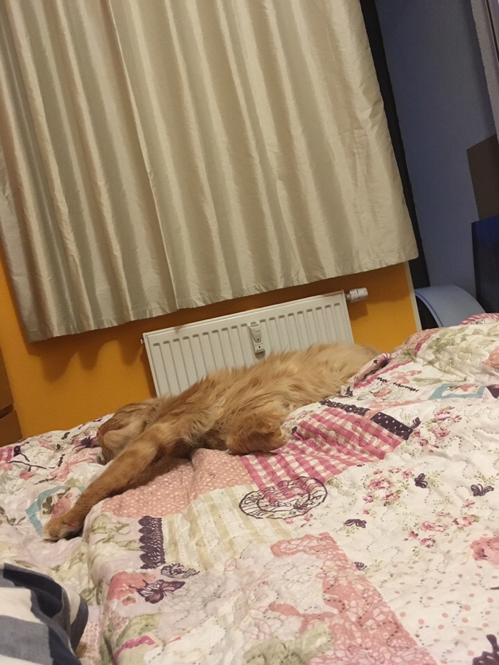 Кошки в нашей жизни. Кошки и все, что с ними связано.